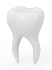 model of the ideal tooth