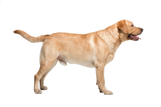 Labrador On White Background In Studio