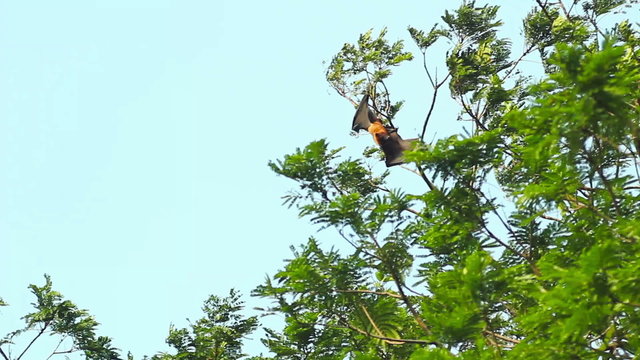 Flying fox on tree