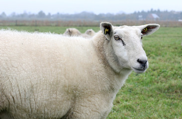 sheep