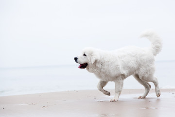 Cute white dog walking on the beach. Polish Tatra Sheepdog