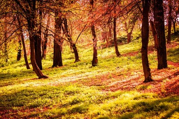 Autumn forest