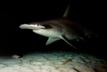 Great hammerhead in the night