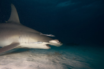 Great hammerhead in the night