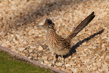 Roadrunner