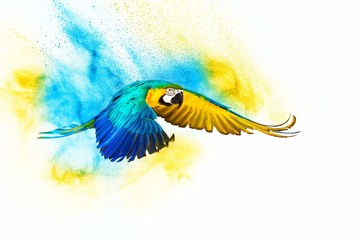 Perroquet volant coloré isolé sur blanc