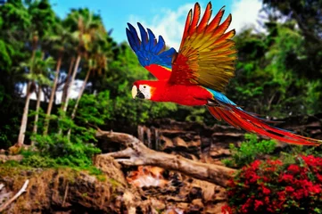 Poster Colourful flying parrot in tropical landscape © Nejron Photo