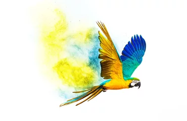 Poster Kleurrijke vliegende papegaai geïsoleerd op wit © Nejron Photo