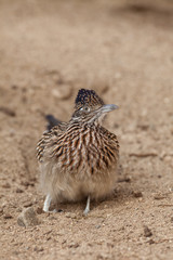 Roadrunner