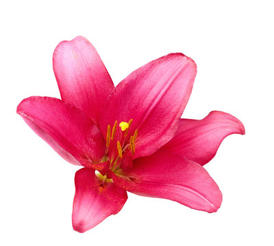 Pink Lily Isolated On White Background