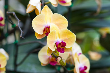 Yellow Orchids (Phalaenopsis Hybrid)