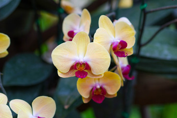 Yellow Orchids (Phalaenopsis Hybrid)