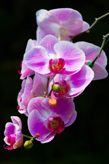 Naklejka na ściany i meble Pink Orchids (Phalaenopsis Hybrid)