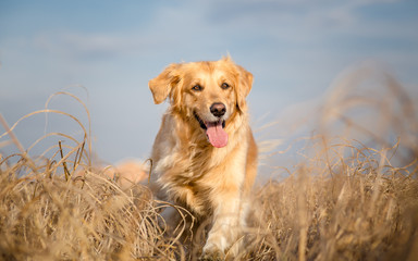 Golden retriever dog running outdoor - obrazy, fototapety, plakaty