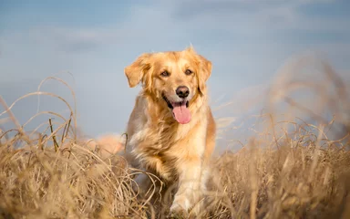 Poster Golden retriever-hond die buiten rent © Lunja