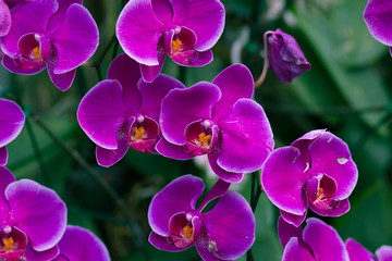 Fototapeta na wymiar Pink Orchids (Phalaenopsis Hybrid)