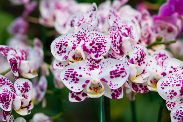 orchid flower - beauty in nature