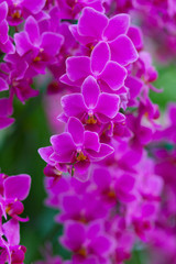 Naklejka na ściany i meble Beautiful pink orchids with bokeh