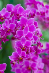 Fototapeta na wymiar Orchids in the garden (Phalaenopsis Hybrid)