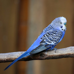 blauer Wellensittich