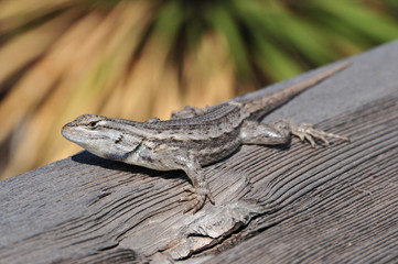 Desert Spiny Lizard