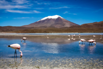Flamingo In Bolivia - 73164082