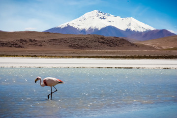 Flamingo In Bolivia
