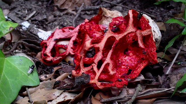 Very interesting species of fungi (Clathrus ruber)