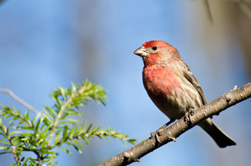 Male House Finch Perched on a Branch
