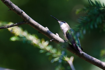 Hummingbird Looking for Trouble