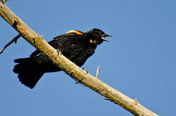 Red-Winged Blackbird Calling While Perched in Tree