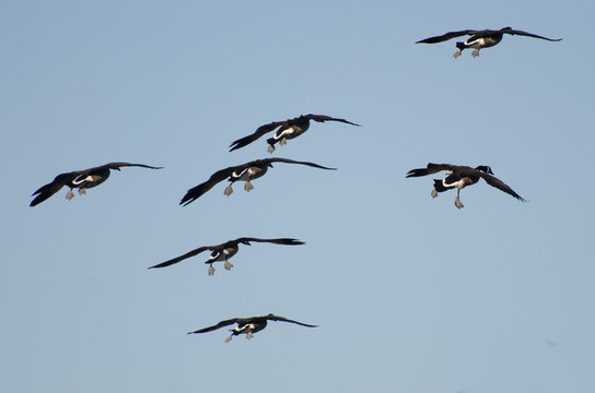 Flock of Canada Geese Coming Down for Landing