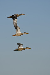 Three Northern Shovelers Flying in a Blue Sky