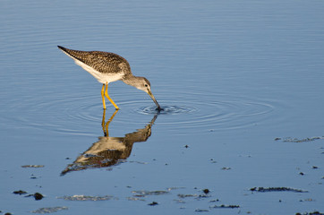 Sandpiper Catching a Fish