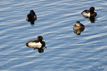 Ring-Necked Ducks Swimming on the Water