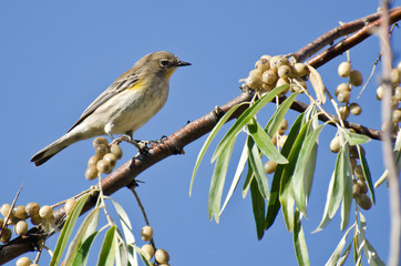 Yellow-Rumped Warbler and a Feast of Berries