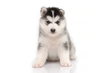 Cute siberian husky sitting on white background