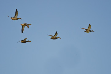 Flock of Northern Shovelers Flying in a Blue Sky