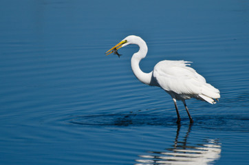 Great Egret With Caught Fish