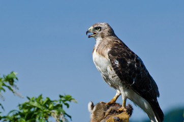 Red-Tailed Hawk With Captured Prey