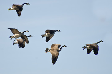 Large Flock of Geese Flying in Blue Sky