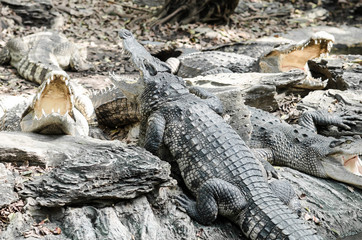 Crocodiles in the pond water