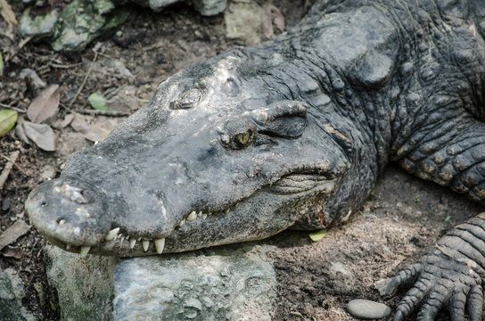 Closeup portrait of crocodile