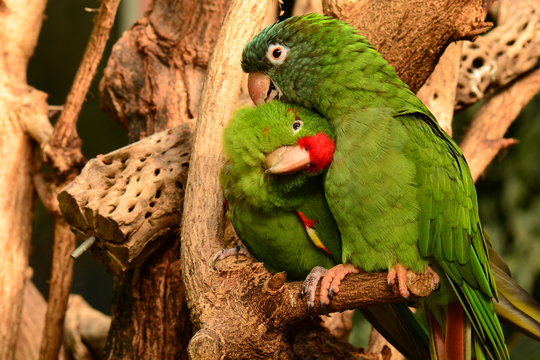 A parrot couple snuggle up to one another in the gardens.