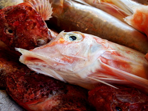 Pesce forca