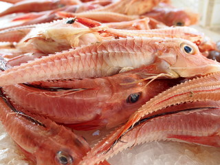 Pesce forca (Peristedion cataphractum)