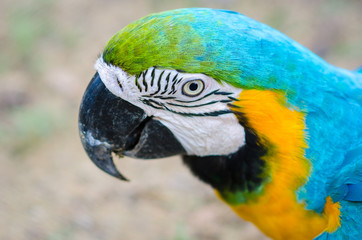 colorful parots head closeup