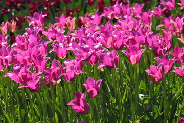 Obraz premium tulip
