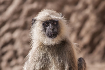 Indian Gray langurs or Hanuman langurs Monkey (Semnopithecus ent