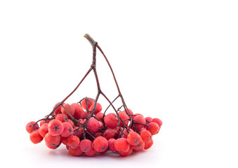 Bunch of red rowan on a white background
